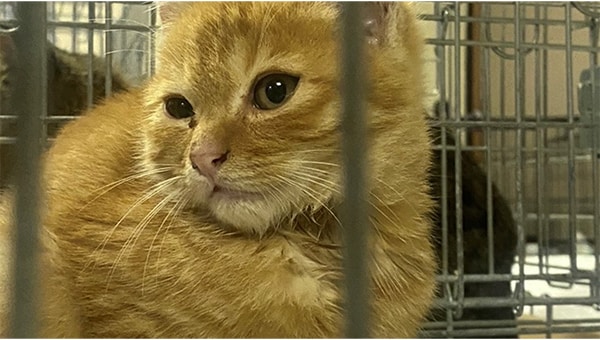 猫と人が安心して共生できるまちへ ～小城から始まる「地域猫」プロジェクト～