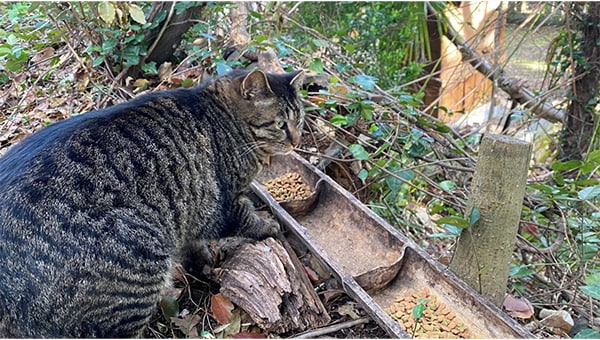 猫と人が安心して共生できるまちへ ～小城から始まる「地域猫」プロジェクト～