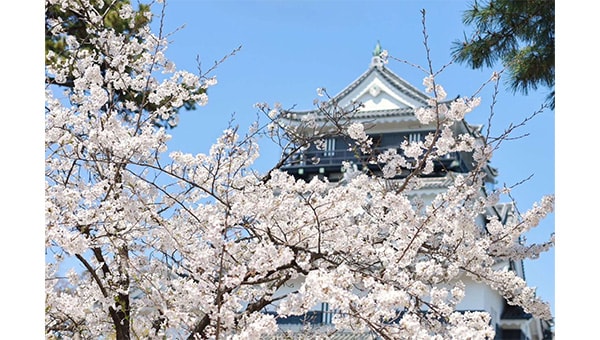 桜花咲(おかざき)プロジェクト〜さくらのある景色を、未来へ〜