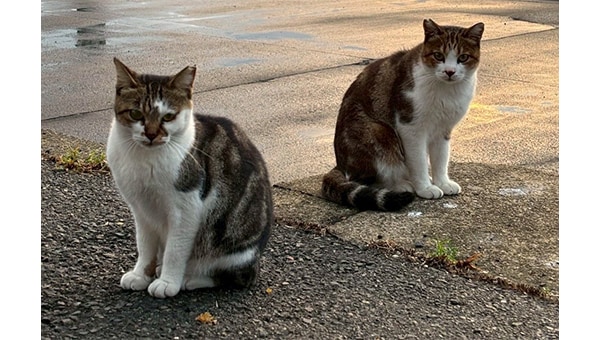 人と猫が共生するための地域猫活動プロジェクト