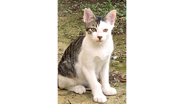 人と猫が共生するための地域猫活動プロジェクト