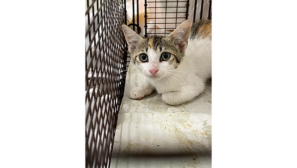 人と猫が共生するための地域猫活動プロジェクト