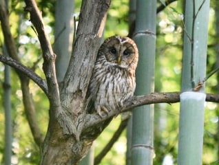 フクロウが棲み続けられる森を未来へ。岸和田フク…