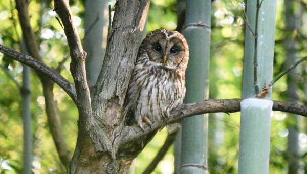 フクロウが棲み続けられる森を未来へ 岸和田フクロウの森サポーターを募集します ふるさと納税サイト さとふる