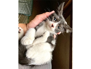 飼い主のいない猫を減らし、人と猫が穏やかに共生できる街づくり