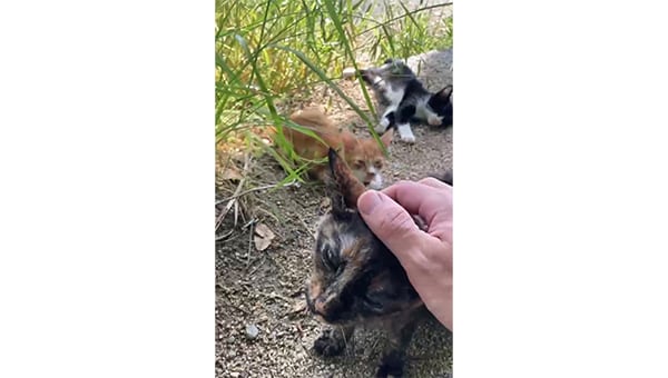 飼い主のいない猫を減らし、人と猫が穏やかに共生できる街づくり