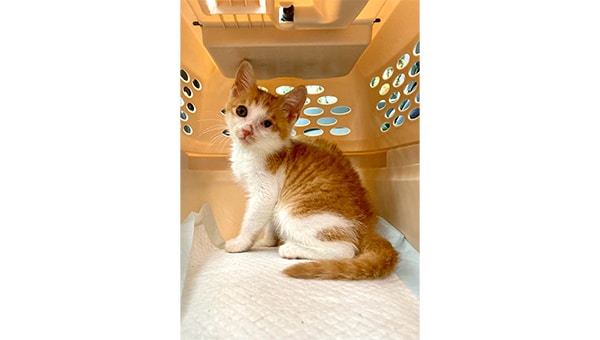 飼い主のいない猫を減らし、人と猫が穏やかに共生できる街づくり