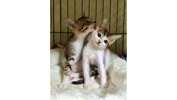 飼い主のいない猫を減らし、人と猫が穏やかに共生できる街づくり