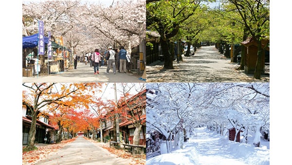 『桜とプロレスで、未来につなげ』日本で最も美しい村・新庄村 がいせん桜プロレス