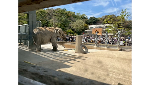 岡崎市東公園動物園のふじ子を未来の子どもたちにつなぎたい!