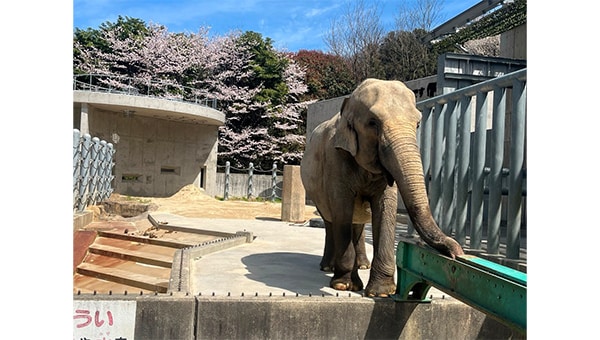 岡崎市東公園動物園のふじ子を未来の子どもたちにつなぎたい!