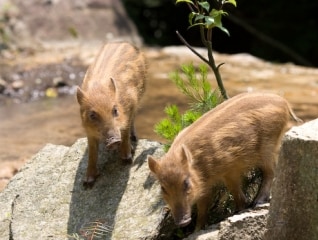 【第4弾】里山を保全し野生動物の命を守る～未来…