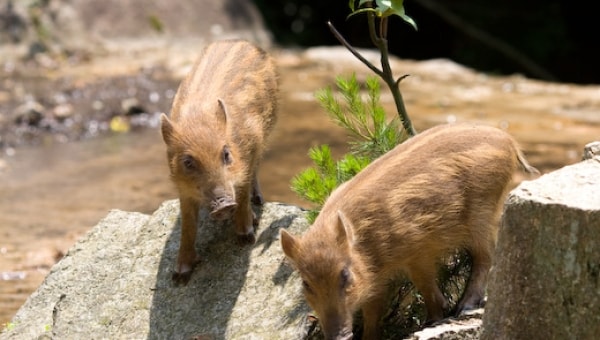 【第4弾】里山を保全し野生動物の命を守る～未来のためにいま私たちにできること～