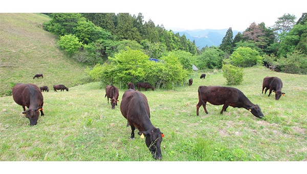 『はじめてのミルクで、いのちにふれる』ー子牛の哺乳体験プロジェクトー