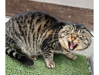 愛にゃんプロジェクト　～猫も人も共に生きるまちを目指して～
