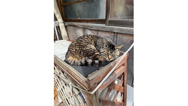 愛にゃんプロジェクト　～猫も人も共に生きるまちを目指して～