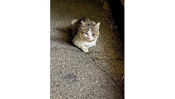 愛にゃんプロジェクト　～猫も人も共に生きるまちを目指して～