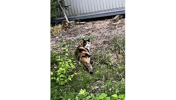 愛にゃんプロジェクト　～猫も人も共に生きるまちを目指して～