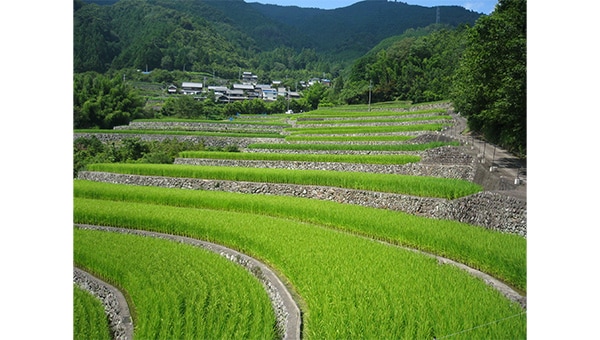 【みえの棚田】消失危機の絶景棚田を米で次世代へつなぐ!