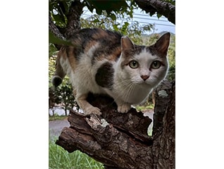 猫と人間の共生を目指す!飼い主のいない猫サポー…