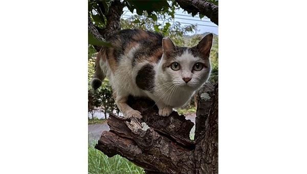 猫と人間の共生を目指す!飼い主のいない猫サポートプロジェクト