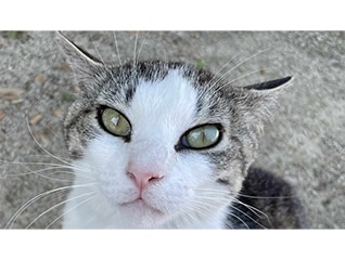 猫達を救うために!三豊市愛され猫育成プロジェクト2026