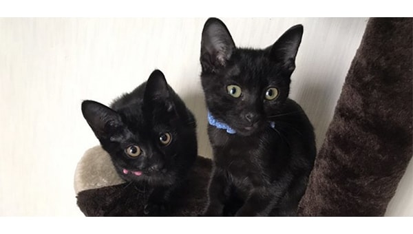猫達を救うために!三豊市愛され猫育成プロジェクト2026