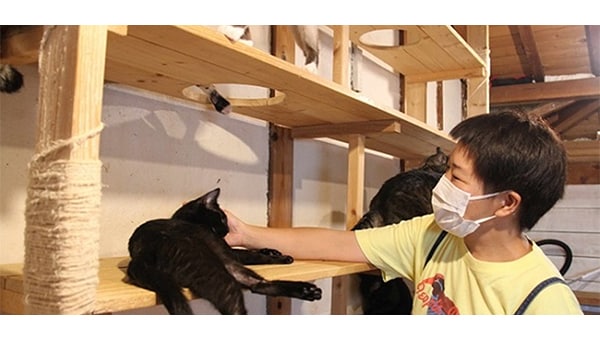 猫達を救うために!三豊市愛され猫育成プロジェクト2026