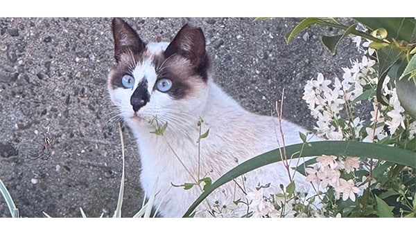 猫達を救うために!三豊市愛され猫育成プロジェクト2026