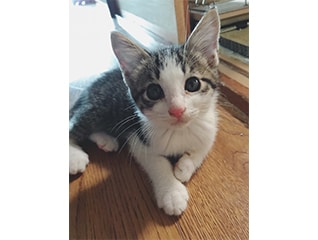 猫殺処分みんなの力で5年でゼロに大作戦