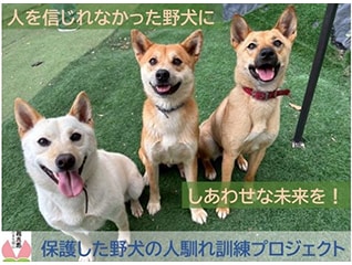 令和8年度桃太郎のまち岡山の「保護した野犬の人…