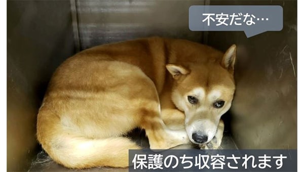 令和8年度桃太郎のまち岡山の「保護した野犬の人馴れ訓練プロジェクト」