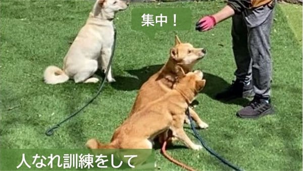 令和8年度桃太郎のまち岡山の「保護した野犬の人馴れ訓練プロジェクト」