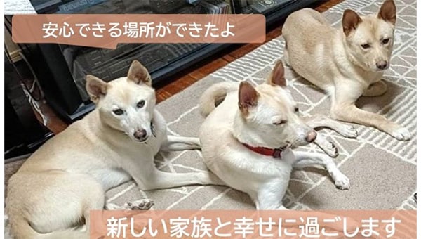 令和8年度桃太郎のまち岡山の「保護した野犬の人馴れ訓練プロジェクト」