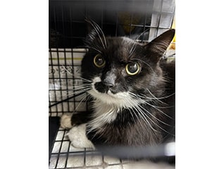 TNR活動から始まる～"人"と"猫"が共に暮らせる社…