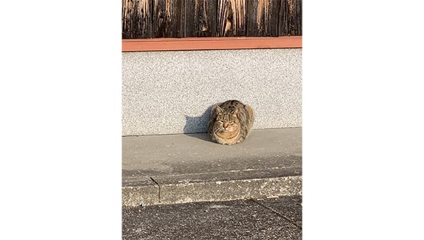 TNR活動から始まる～"人"と"猫"が共に暮らせる社会へ～