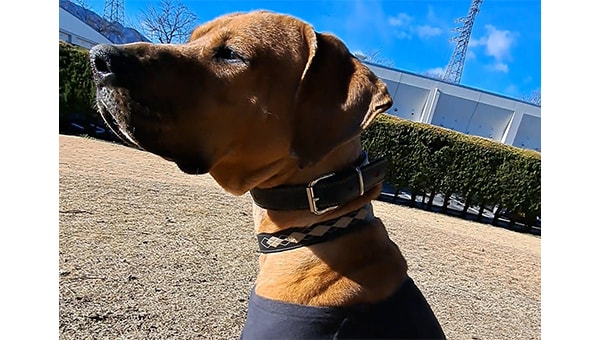 小さな命に、あたたかい未来を　山梨県犬猫致死処分「ゼロ」プロジェクト