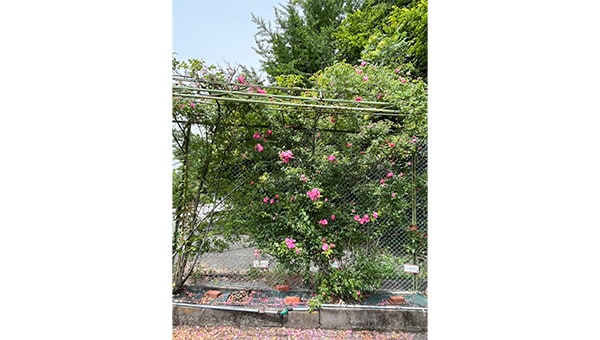 地域の宝「あたごバラ園」を守ろう!