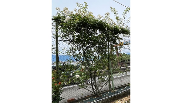 地域の宝「あたごバラ園」を守ろう!