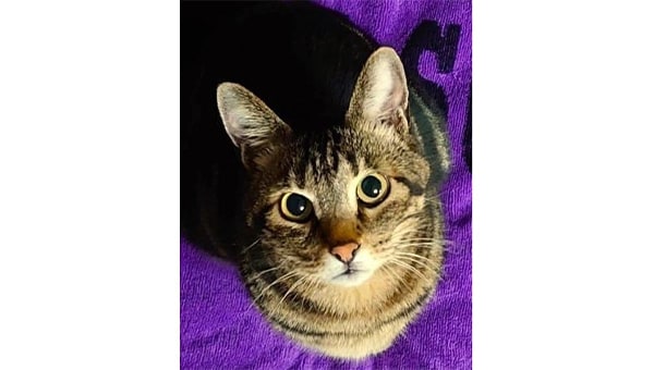 人と猫が共生する町へ。横芝光町地域猫活動支援プロジェクト!