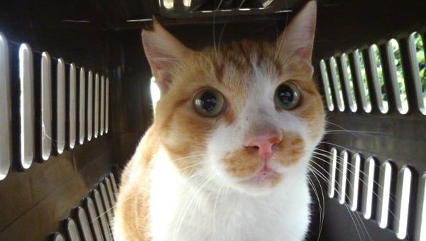 人と猫が共生する町へ。横芝光町地域猫活動支援プロジェクト!
