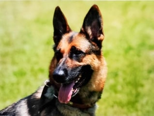 使役犬が静岡の安全を守る!犬と市民の優しい関係…