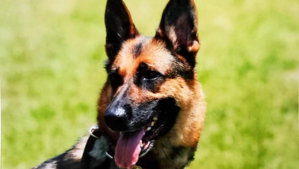 使役犬が静岡の安全を守る 犬と市民の優しい関係を未来へつなげます ふるさと納税サイト さとふる 使役犬が静岡の安全を守る 犬と市民の優しい関係を未来へつなげます ふるさと納税サイト さとふる