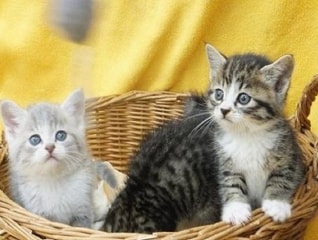 人と動物がともに生きる山梨県へ。人と動物の共生…