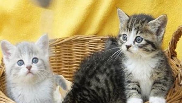 人と動物がともに生きる山梨県へ。人と動物の共生社会推進プロジェクト