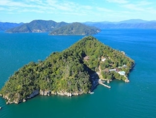 緑豊かな竹生島を取り戻したい!竹生島タブノキ林…
