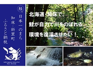 北海道・知床で、鮭が自力で川をのぼれる環境を復…