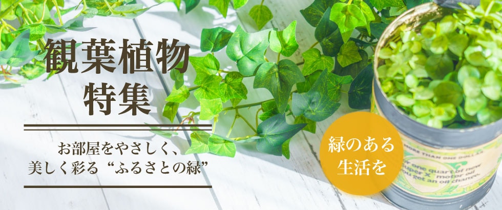 観葉植物特集