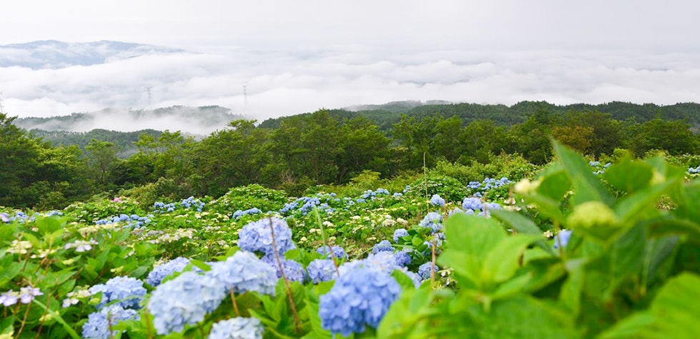 徳島県佐那河内村の地域・お礼品情報 | ふるさと納税サイト【さとふる】